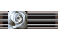 Decor Rose 01 (45x15) Absolut Keramika - Aure